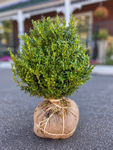 BUXUS GREEN VELVET 15-18