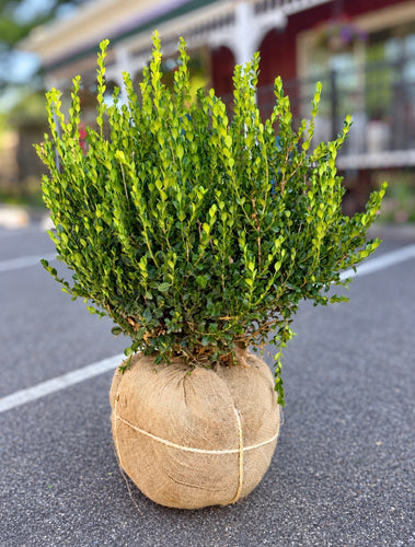 BUXUS WINTERGEM 21-24