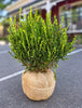 BUXUS WINTERGEM 24-30
