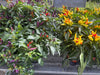 4.5 / 1 QT ORNAMENTAL PEPPER