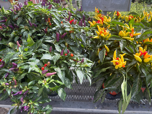 4.5 / 1 QT ORNAMENTAL PEPPER