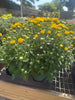 Otto Keil Florist Pansies / Mums / Kale / Cabbage / Montauck Daisy / Celosia